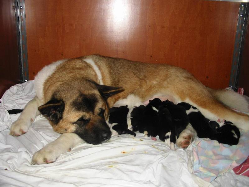 Puppy's